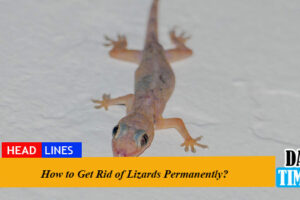 How to Get Rid of Lizards Permanently?