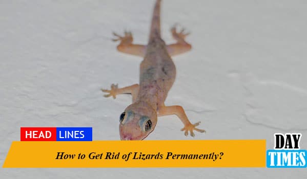 How to Get Rid of Lizards Permanently?