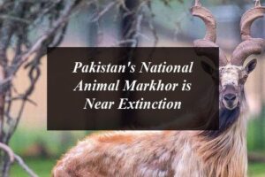 Pakistan’s National Animal Markhor is Near Extinction