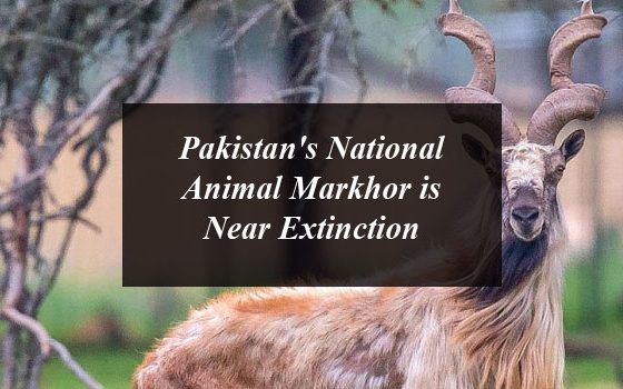 Pakistan’s National Animal Markhor is Near Extinction