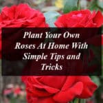 Plant Your Own Roses At Home With Simple Tips and Tricks