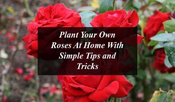Plant Your Own Roses At Home With Simple Tips and Tricks