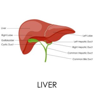 How To Keep Your Liver Healthy?
