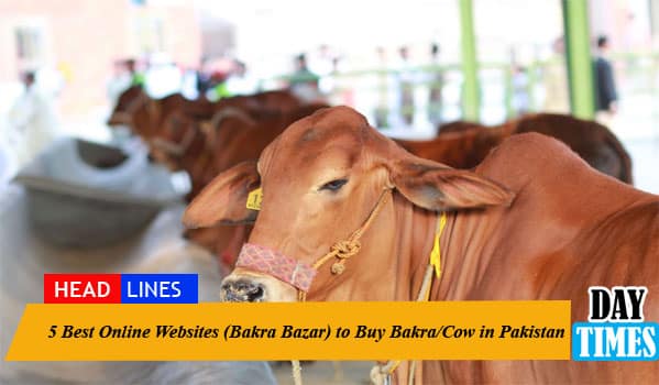 5 Best Online Websites (Bakra Bazar) to Buy Bakra/Cow in Pakistan For Eid-Ul-Azha