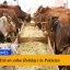 Eid-ul-Adha Holidays in Pakistan