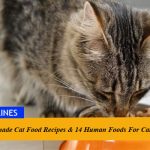 3 Homemade Cat Food Recipes & 14 Human Foods For Cats
