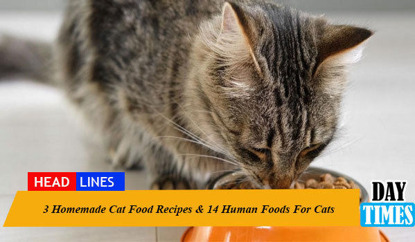 3 Homemade Cat Food Recipes & 14 Human Foods For Cats