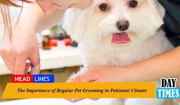 The Importance of Regular Pet Grooming in Pakistani Climate